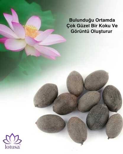 Lotusa®  Lotus Çiçeği Yetiştirme Kiti